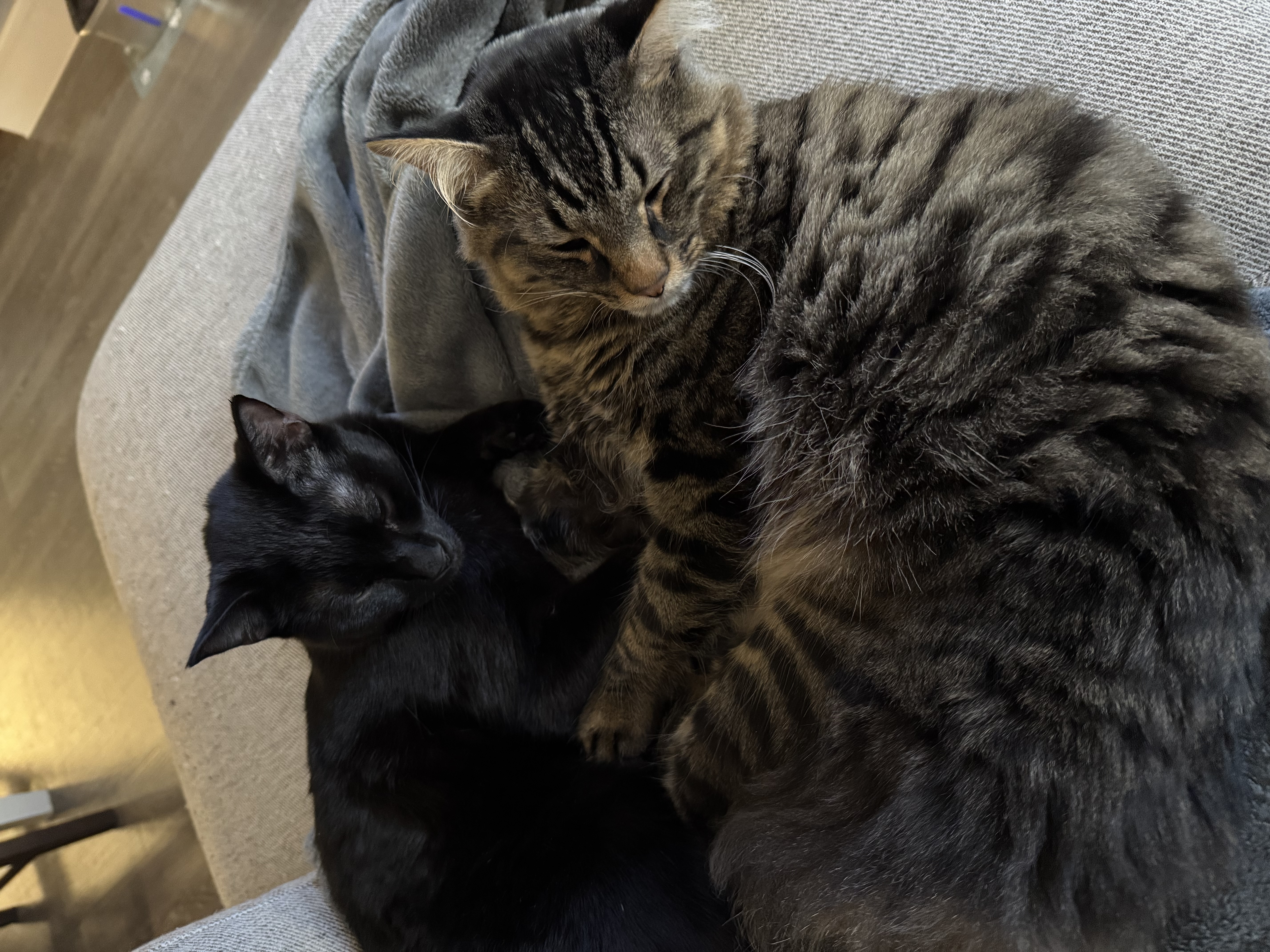 Alex's two cats curled up together